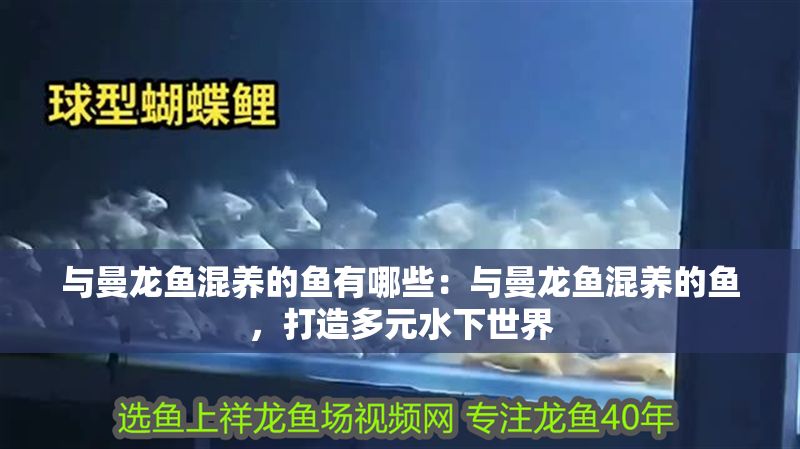 與曼龍魚混養的魚有哪些：與曼龍魚混養的魚，打造多元水下世界
