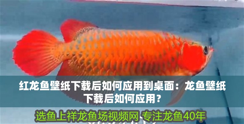 紅龍魚壁紙下載后如何應用到桌面：龍魚壁紙下載后如何應用？ 紅龍魚壁紙下載后如何應用到桌面：龍魚壁紙下載后如何應用？ 水族問答