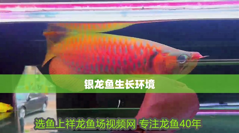 銀龍魚生長環境