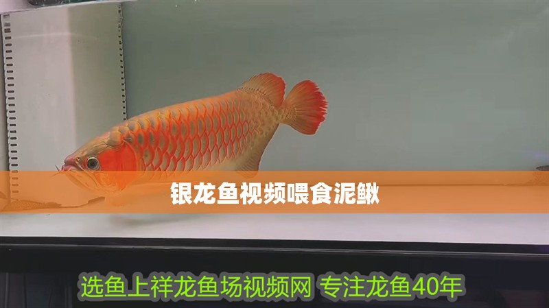銀龍魚視頻喂食泥鰍