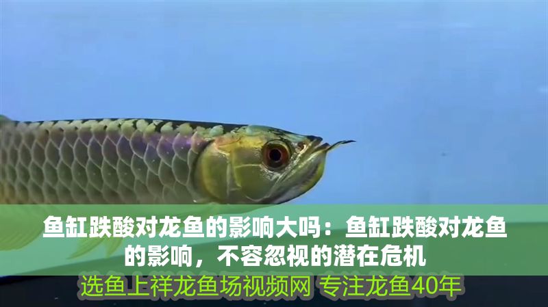 魚缸跌酸對龍魚的影響大嗎：魚缸跌酸對龍魚的影響，不容忽視的潛在危機