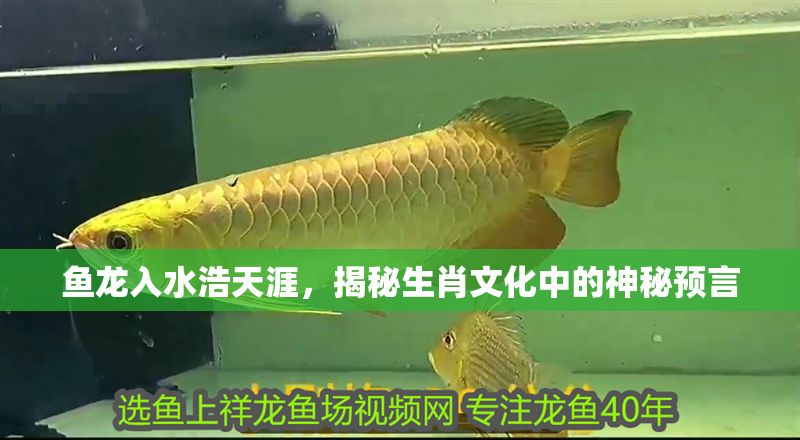 魚龍入水浩天涯，揭秘生肖文化中的神秘預(yù)言