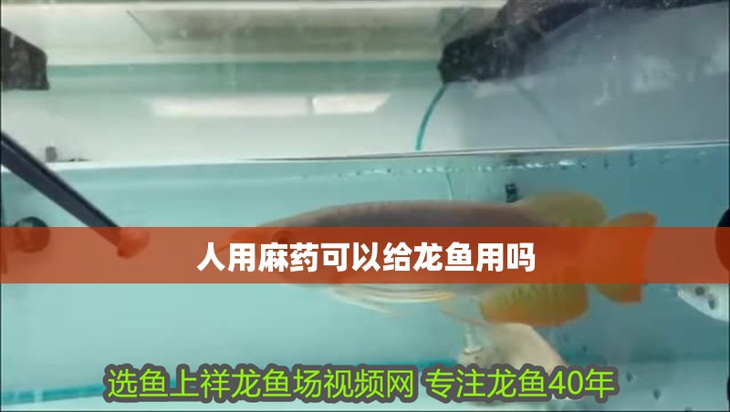 人用麻藥可以給龍魚用嗎