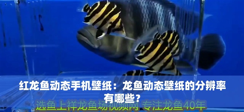 紅龍魚動態手機壁紙：龍魚動態壁紙的分辨率有哪些？