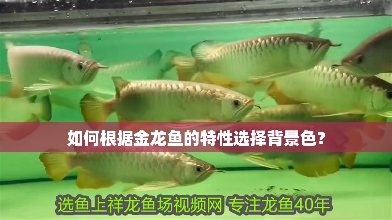 如何根據(jù)金龍魚的特性選擇背景色？