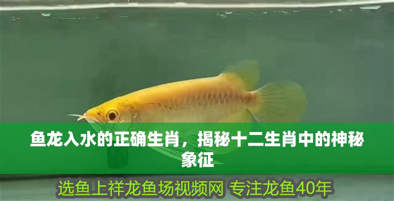 魚龍入水的正確生肖，揭秘十二生肖中的神秘象征