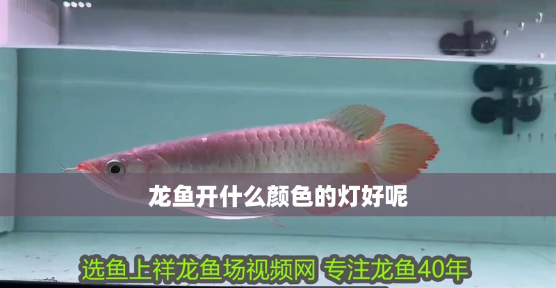 龍魚開什么顏色的燈好呢