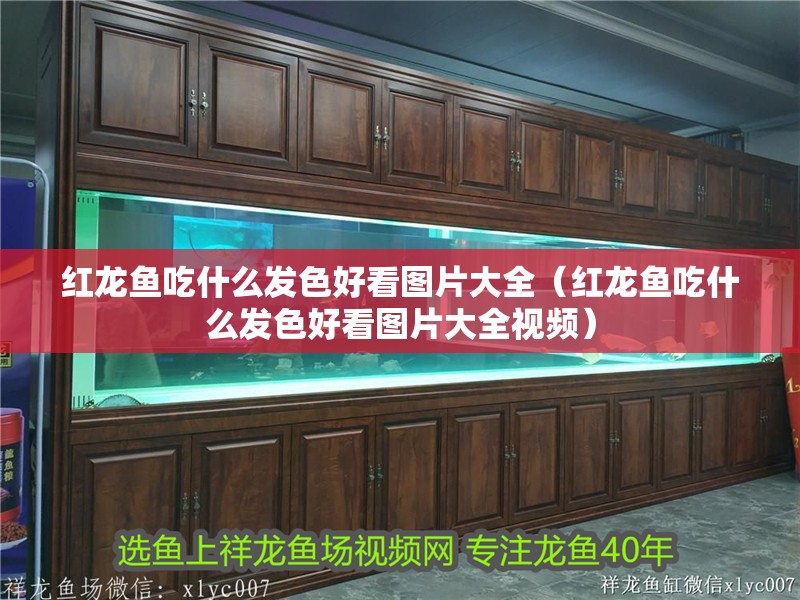紅龍魚吃什么發(fā)色好看圖片大全（紅龍魚吃什么發(fā)色好看圖片大全視頻）