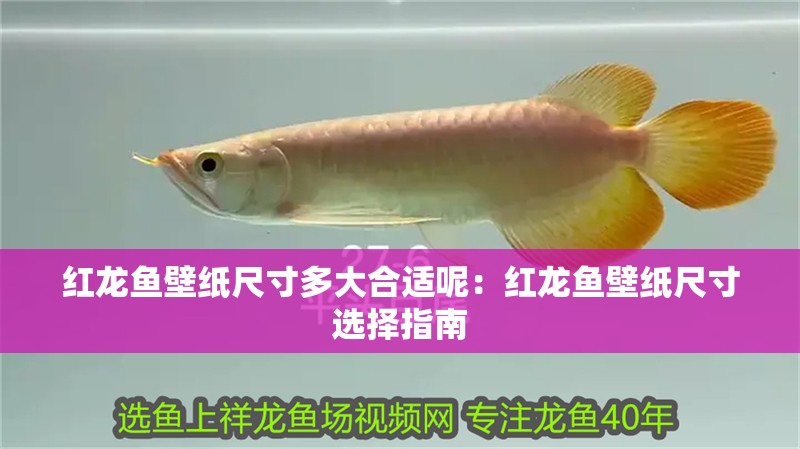 紅龍魚壁紙尺寸多大合適呢：紅龍魚壁紙尺寸選擇指南