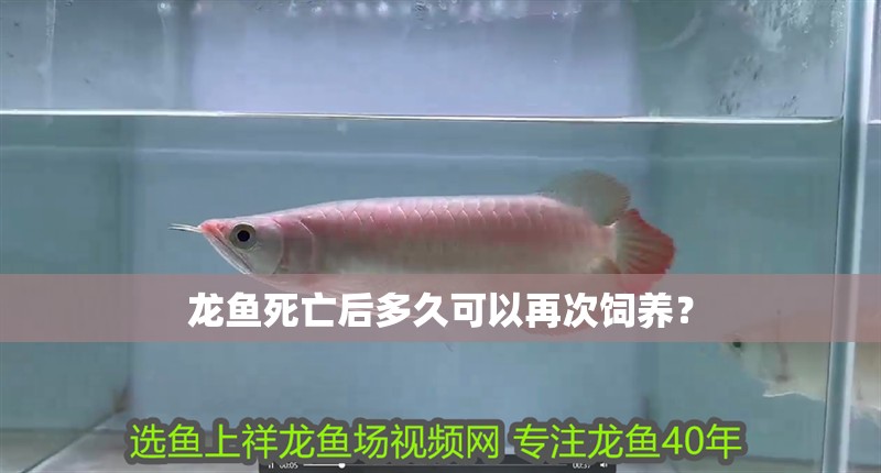龍魚死亡后多久可以再次飼養？