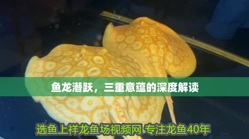 魚龍潛躍，三重意蘊的深度解讀