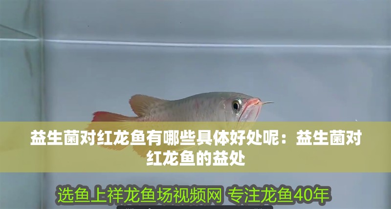 益生菌對紅龍魚有哪些具體好處呢：益生菌對紅龍魚的益處