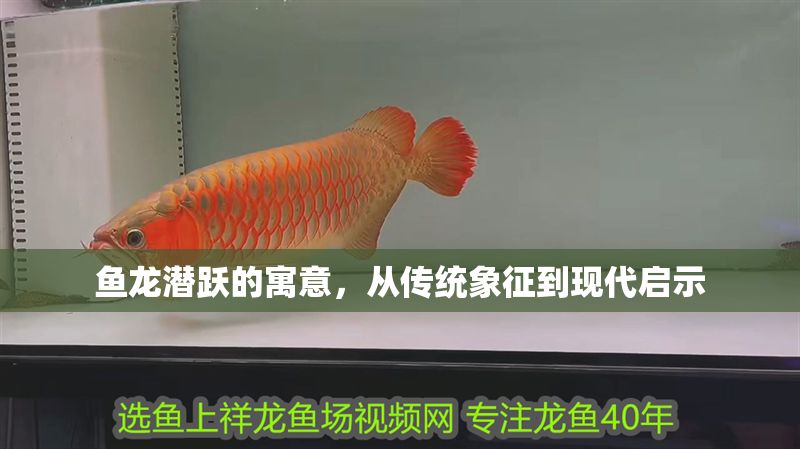 魚(yú)龍潛躍的寓意，從傳統(tǒng)象征到現(xiàn)代啟示