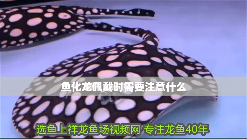 魚化龍佩戴時需要注意什么