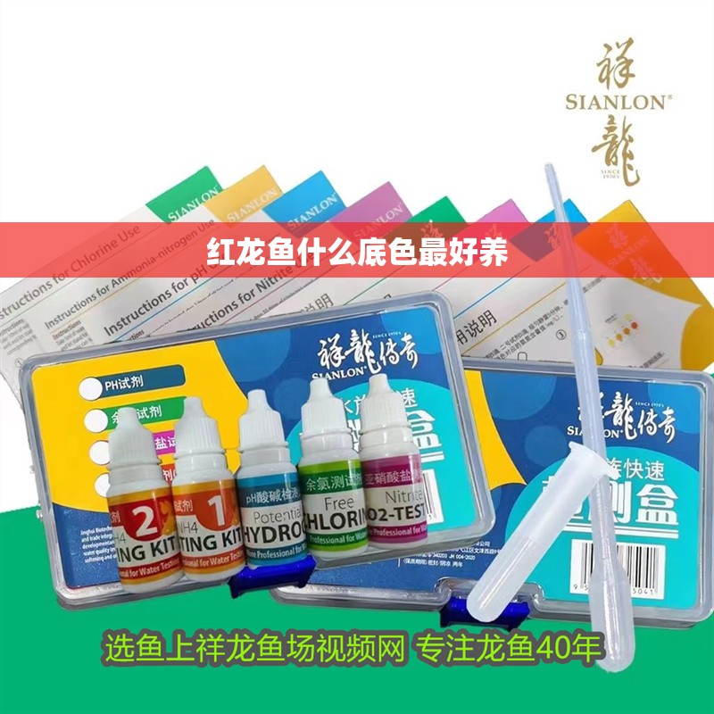 紅龍魚什么底色最好養