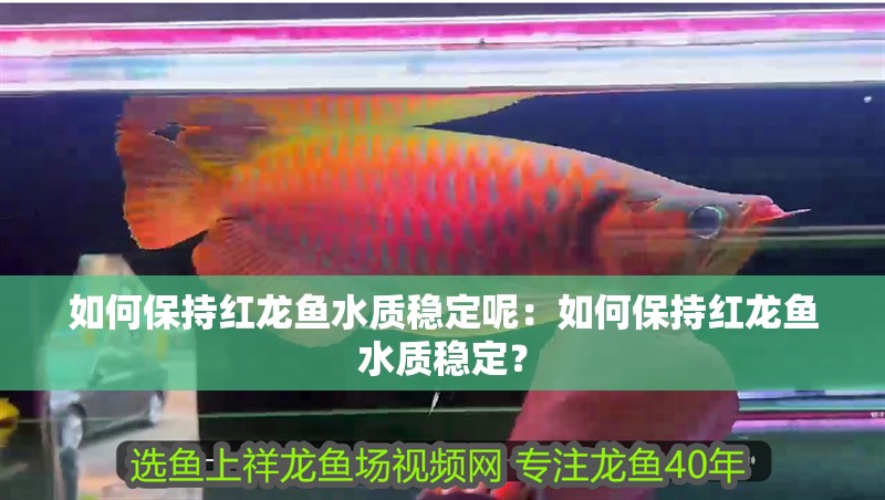 如何保持紅龍魚水質穩定呢：如何保持紅龍魚水質穩定？