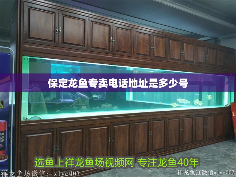 保定龍魚專賣電話地址是多少號(hào)