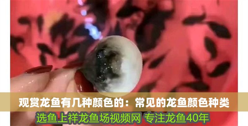觀賞龍魚有幾種顏色的：常見的龍魚顏色種類