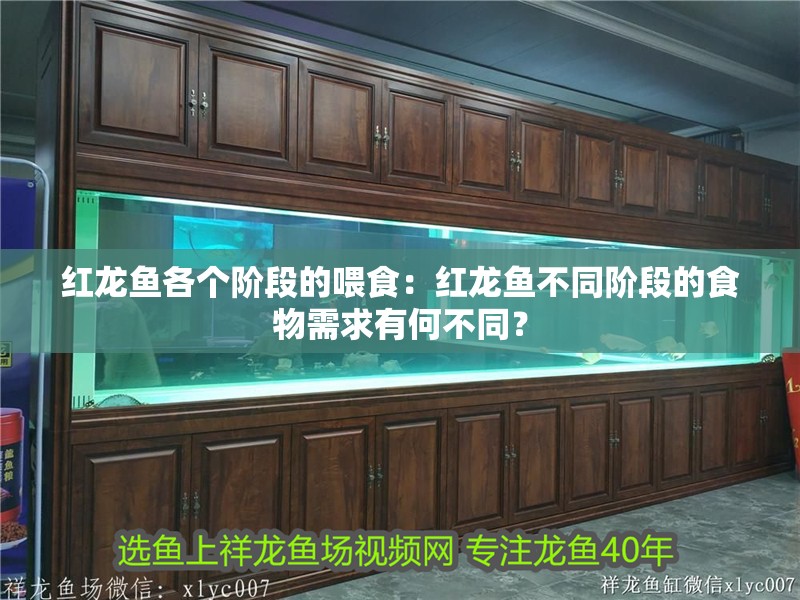 紅龍魚各個階段的喂食：紅龍魚不同階段的食物需求有何不同？