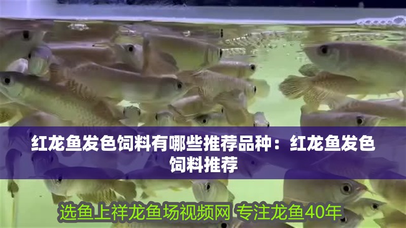 家養(yǎng)金龍魚壽命一般是多久？