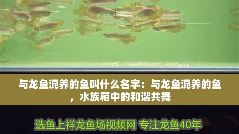 與龍魚混養(yǎng)的魚叫什么名字：與龍魚混養(yǎng)的魚，水族箱中的和諧共舞
