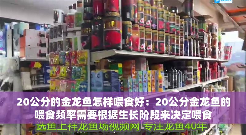 20公分的金龍魚怎樣喂食好：20公分金龍魚的喂食頻率需要根據生長階段來決定喂食