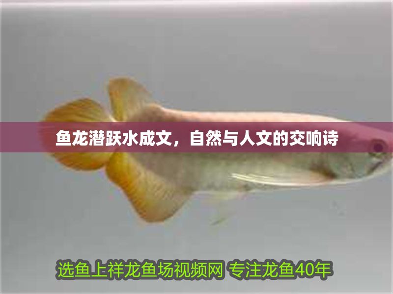 魚龍潛躍水成文，自然與人文的交響詩
