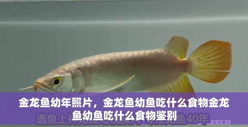 金龍魚幼年照片，金龍魚幼魚吃什么食物金龍魚幼魚吃什么食物鑒別