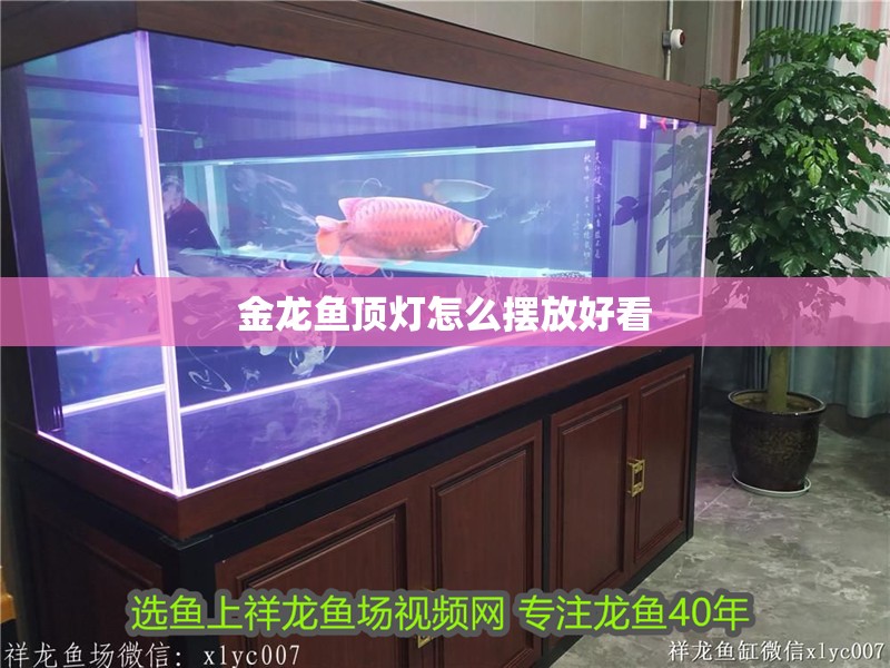 金龍魚頂燈怎么擺放好看