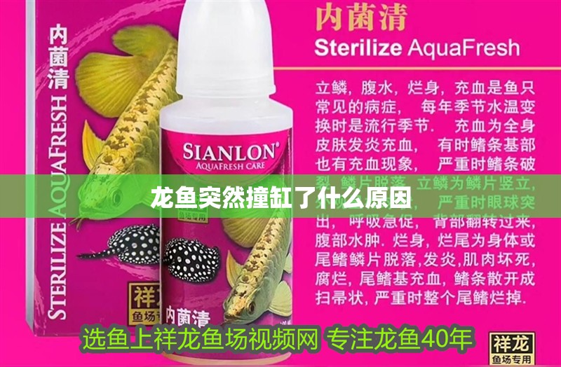 龍魚突然撞缸了什么原因