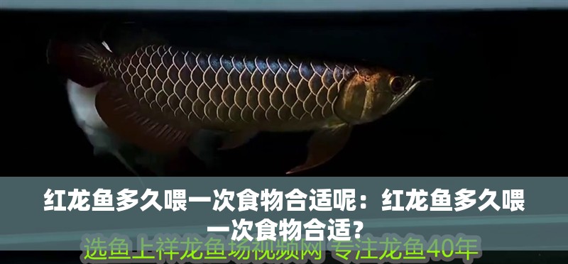 紅龍魚(yú)多久喂一次食物合適呢：紅龍魚(yú)多久喂一次食物合適？