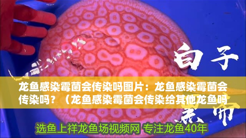 龍魚感染霉菌會傳染嗎圖片：龍魚感染霉菌會傳染嗎？（龍魚感染霉菌會傳染給其他龍魚嗎？）