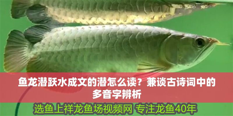魚龍潛躍水成文的潛怎么讀？兼談古詩詞中的多音字辨析