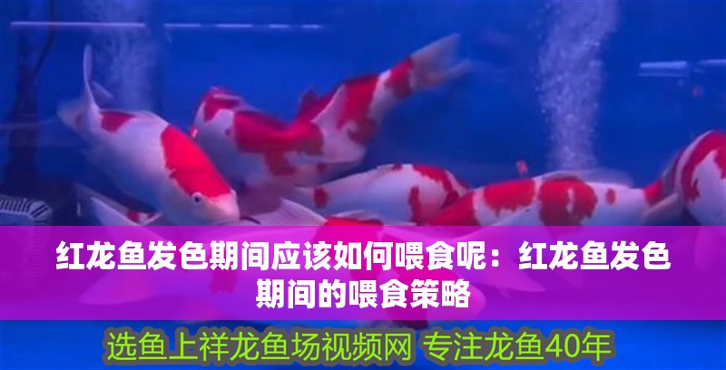 金龍魚能打過地圖魚嗎【金龍魚與地圖魚的區別】