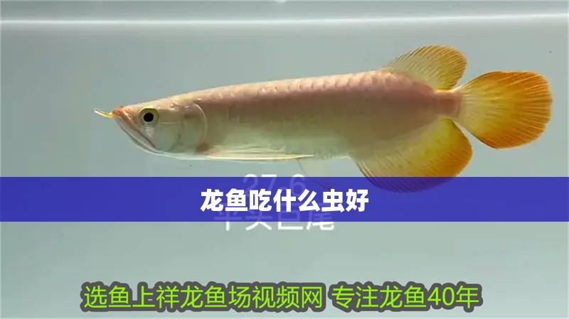 龍魚吃什么蟲好 龍魚吃什么蟲好 龍魚百科