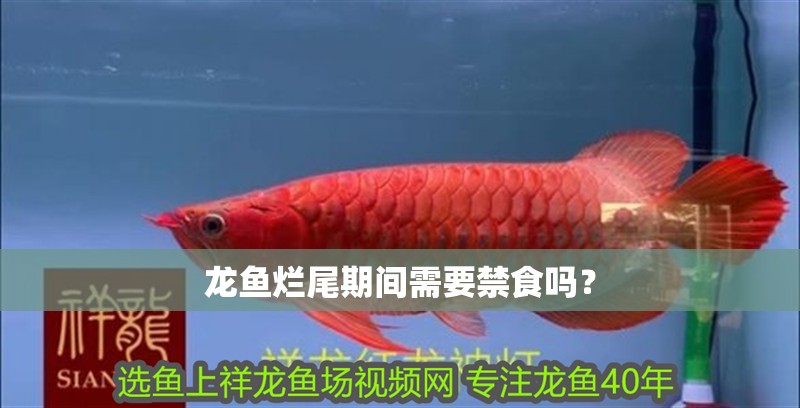 龍魚爛尾期間需要禁食嗎？