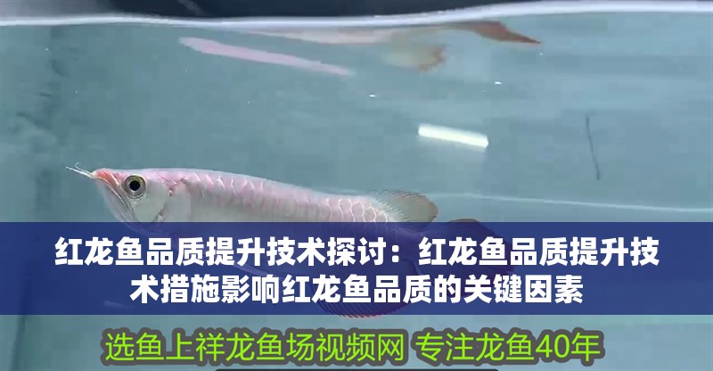 紅龍魚品質提升技術探討：紅龍魚品質提升技術措施影響紅龍魚品質的關鍵因素
