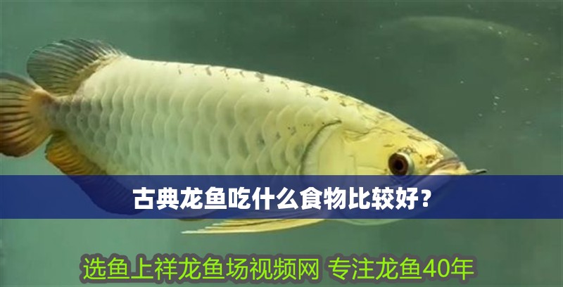 古典龍魚吃什么食物比較好？ 古典龍魚吃什么食物比較好？ 龍魚百科