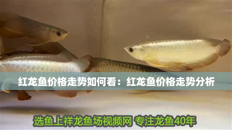 紅龍魚價(jià)格走勢(shì)如何看：紅龍魚價(jià)格走勢(shì)分析