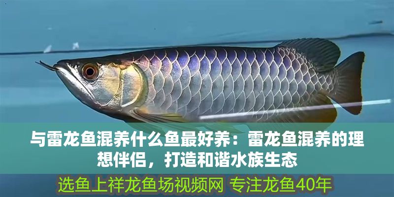 與雷龍魚混養什么魚最好養：雷龍魚混養的理想伴侶，打造和諧水族生態