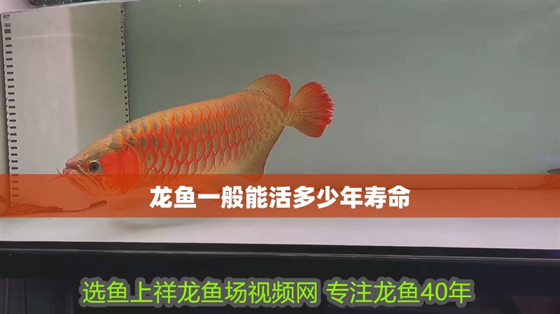 龍魚一般能活多少年壽命