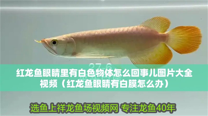 紅龍魚眼睛里有白色物體怎么回事兒圖片大全視頻（紅龍魚眼睛有白膜怎么辦）