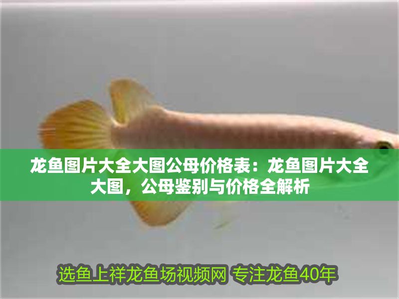 龍魚圖片大全大圖公母價格表：龍魚圖片大全大圖，公母鑒別與價格全解析