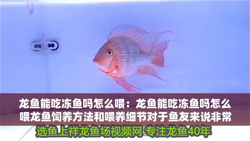 龍魚能吃凍魚嗎怎么喂：龍魚能吃凍魚嗎怎么喂龍魚飼養方法和喂養細節對于魚友來說非常重要