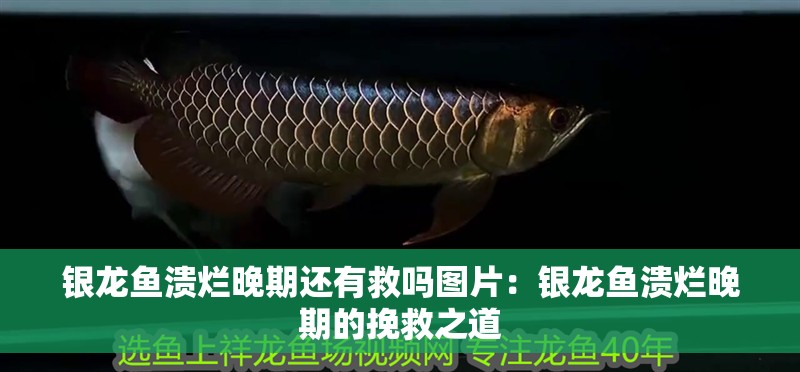 銀龍魚潰爛晚期還有救嗎圖片：銀龍魚潰爛晚期的挽救之道