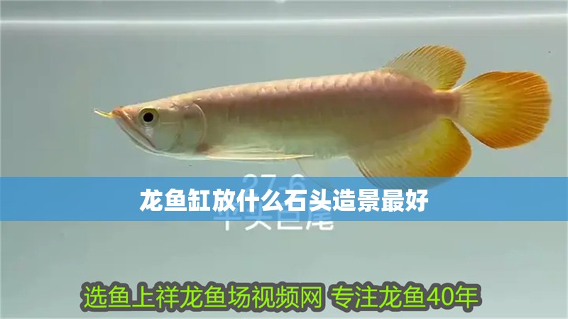 龍魚缸放什么石頭造景最好
