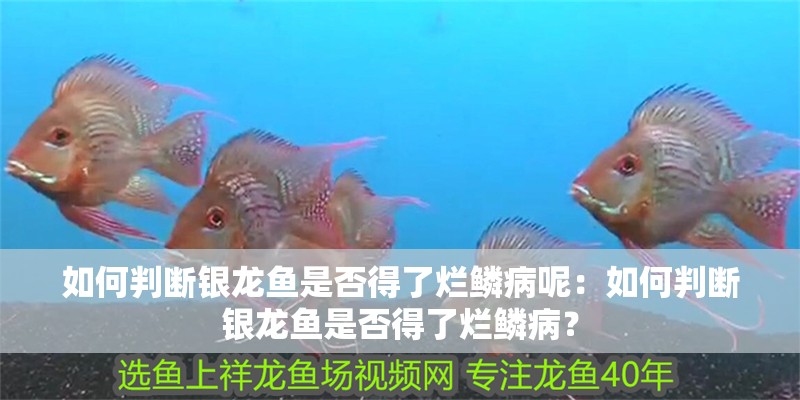 如何判斷銀龍魚是否得了爛鱗病呢：如何判斷銀龍魚是否得了爛鱗病？