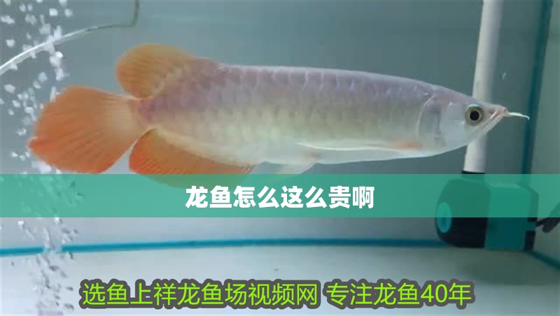 龍魚怎么這么貴啊 龍魚怎么這么貴啊 龍魚百科