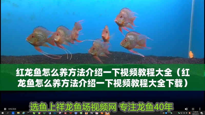 紅龍魚怎么養(yǎng)方法介紹一下視頻教程大全（紅龍魚怎么養(yǎng)方法介紹一下視頻教程大全下載）