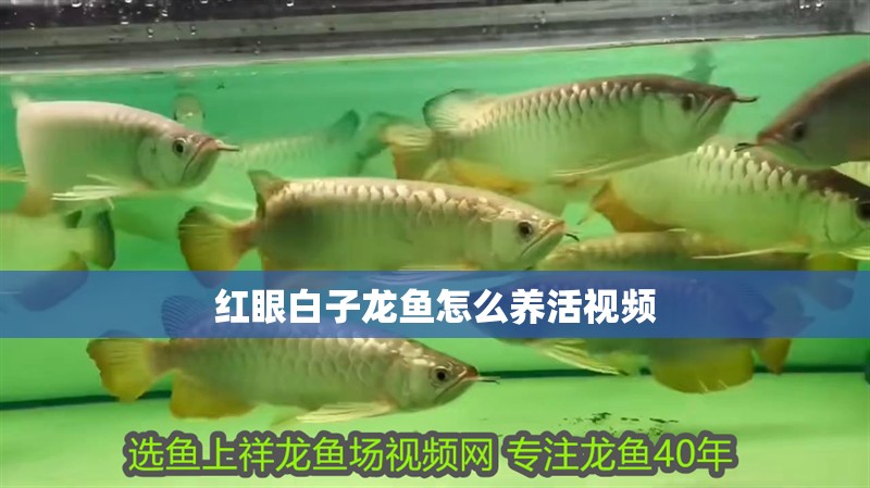 紅眼白子龍魚(yú)怎么養(yǎng)活視頻